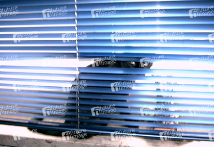 Katze hinter Jalousie