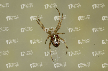 Spinne / Spider