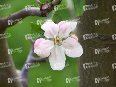 Apfelbaumblüte