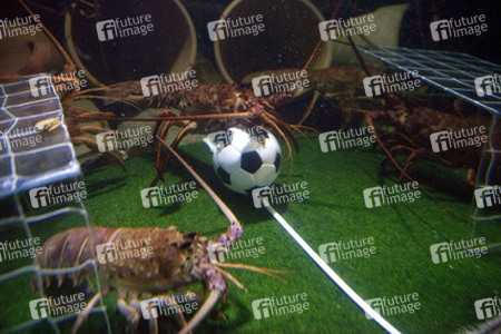 Langusten beim Fußballspiel