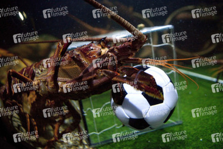 Langusten beim Fußballspiel