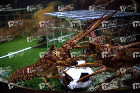 Langusten beim Fußballspiel