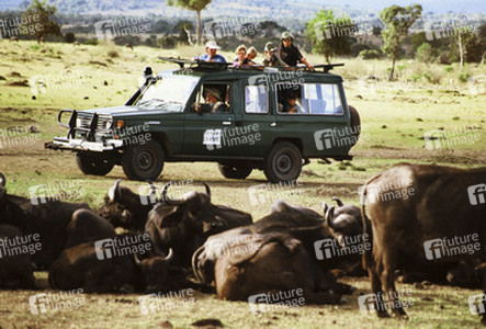 Touristen und Kaffernbüffel