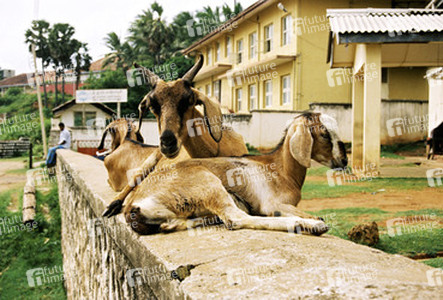 Ziegen im Ort