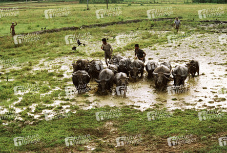 Wasserbüffel bei der Arbeit
