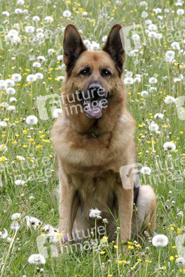 Schäferhund Henry (Rex)