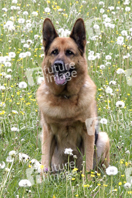 Schäferhund Henry (Rex)