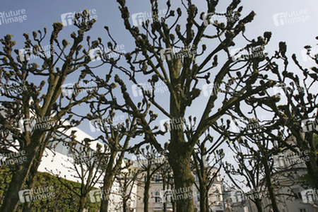 Bäume am stadtseitigen Eingang