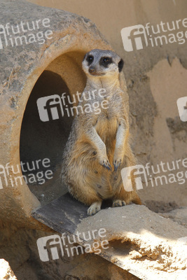 Erdmännchen