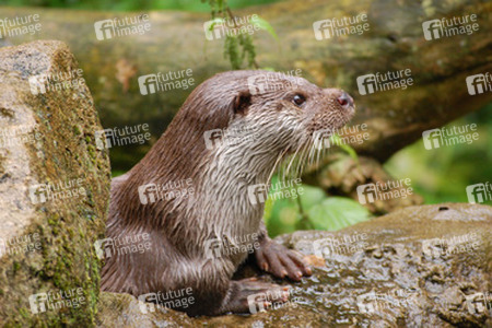 Otter