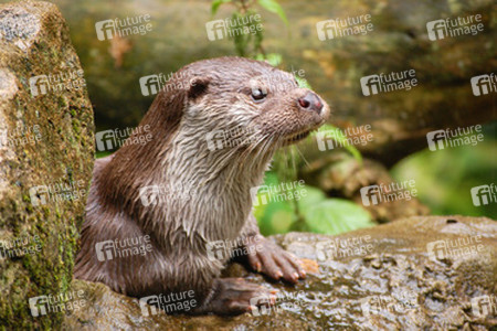 Otter