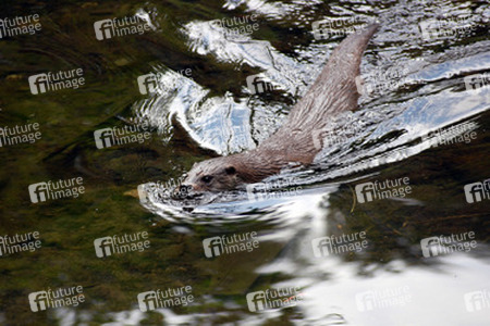 Otter