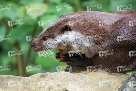 Otter
