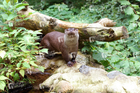 Otter