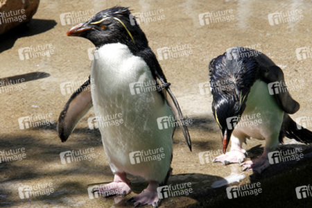 Pinguine