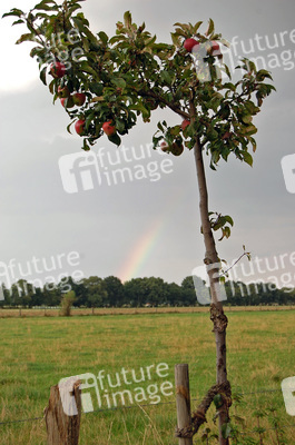 Regenbogen