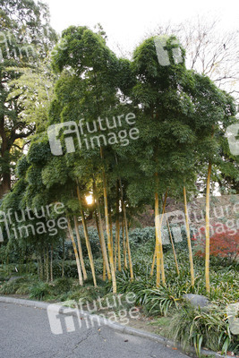 Bambus in den Kaiserlichen Gärten