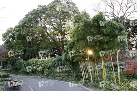 Bambus in den Kaiserlichen Gärten