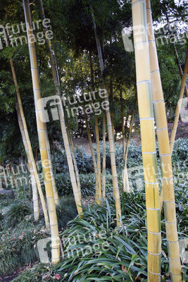 Bambus in den Kaiserlichen Gärten