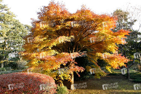 In den Kaiserlichen Gärten
