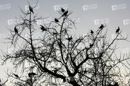 Vögel im Baum an den Kaiserlichen Gärten