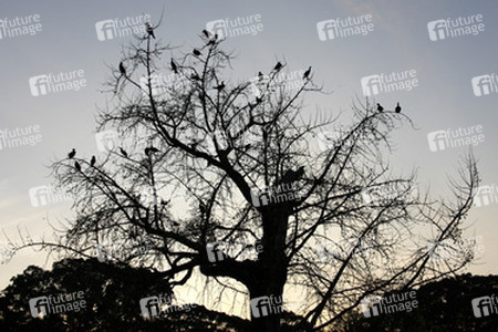 Vögel im Baum an den Kaiserlichen Gärten