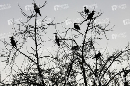 Vögel im Baum an den Kaiserlichen Gärten
