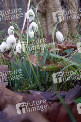 Schneeglöckchen