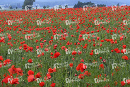 Mohn