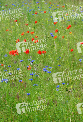 Mohnblumen, Kornrade