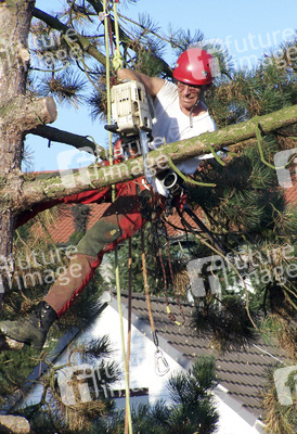 Baumfäller