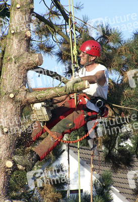 Baumfäller