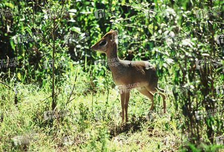 Dik Dik
