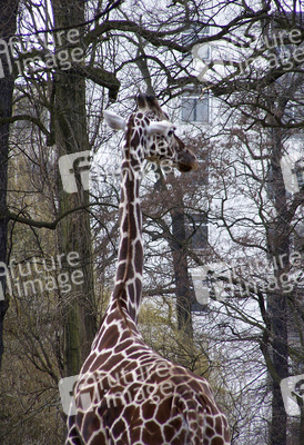 Netzgiraffe