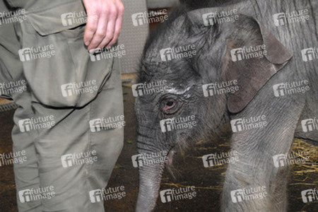 Elefanten-Baby Jamuna Toni