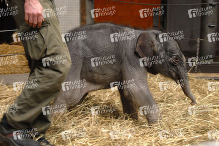 Elefanten-Baby Jamuna Toni