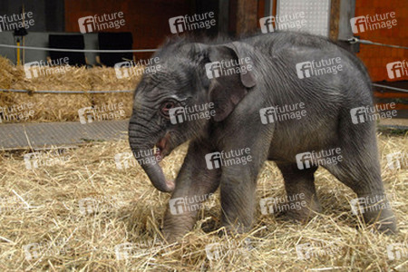 Elefanten-Baby Jamuna Toni