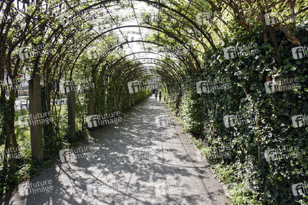 Efeu bewachsener Weg