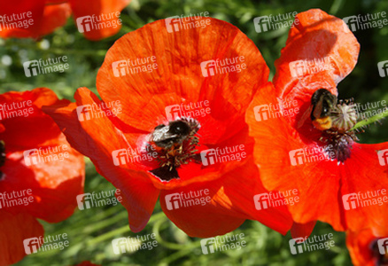 Mohnblumen mit Hummeln