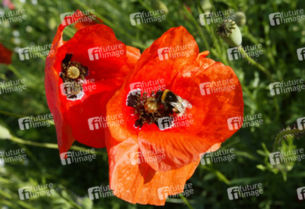 Mohnblumen mit Hummel und Biene
