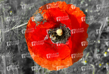 Mohnblume mit Hummel