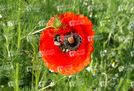 Mohnblume mit Hummeln