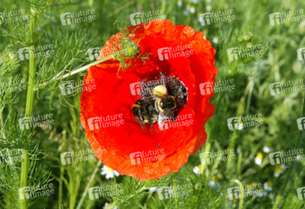 Mohnblume mit Hummeln