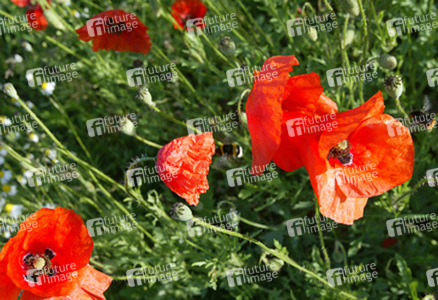 Mohnblumen mit Hummeln