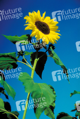 Sonnenblume