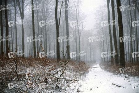 Verschneiter Waldweg