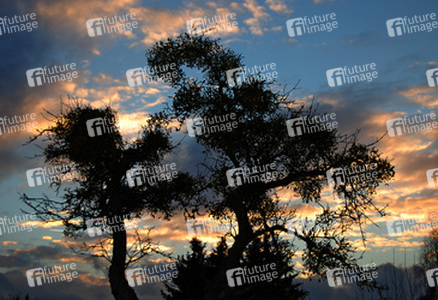 Apfelbaum mit Misteln