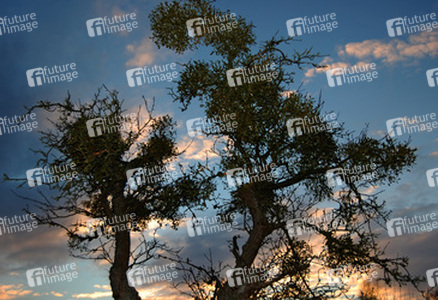 Apfelbaum mit Misteln