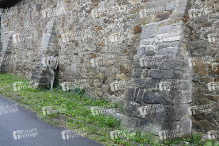 Efeu auf Stein / Ivy on Rock