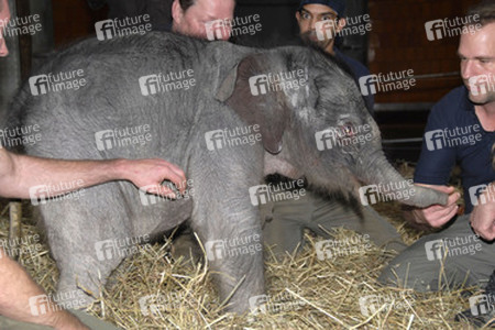 Elefanten-Baby Jamuna Toni